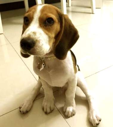 Beagle Oreo s svojim novim obeskom z gravuro.